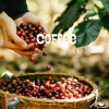 Robusta & Arabica Coffee