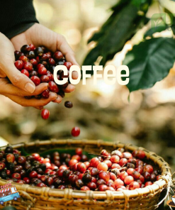 Robusta & Arabica Coffee